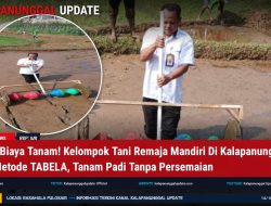 Hemat Biaya Tanam! Kelompok Tani Remaja Mandiri Di Kalapanunggal Uji Coba Metode TABELA, Tanam Padi Tanpa Persemaian