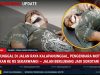 Laka Tunggal Di Jalan Raya Kalapanunggal, Pengendara Motor Dilarikan Ke RS Sekarwangi— Jalan Berlubang Jadi Sorotan! WhatsApp Image 2026-10-21 at 13.27.58